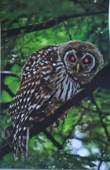 Incredible and Captivating Barred Owl 12×18 unframed photo