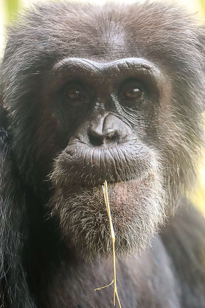 Monkey, Gorilla Zoo Print Art – 11×16