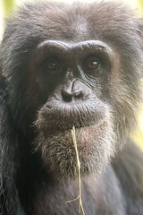 Monkey, Gorilla Zoo Print Art – 11×16