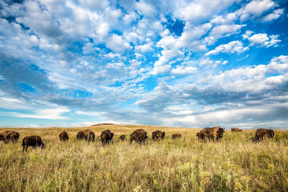 Buffalo Herd Photography Print Bison Picture Oklahoma Photo Western Decor