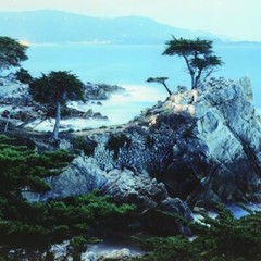 Robert Sheer Spirits Honoring the Lone Cypress Single Exp Photograph Hand signed