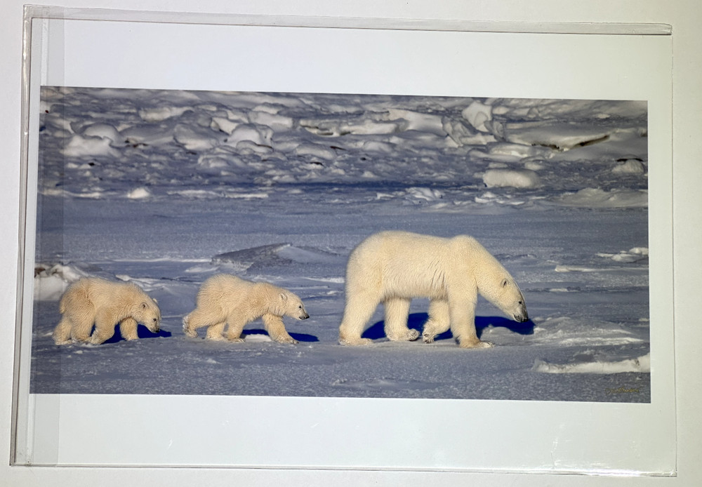 Polar Bears Mother and Cub Photograph Print, signed, sealed in plastic 13″ x 19″