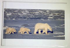 Polar Bears Mother and Cub Photograph Print, signed, sealed in plastic 13″ x 19″
