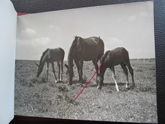 Bulgaria? 1958 15 Photos Equestrian Horse Stud Breeding Racing Jockey