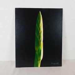 Iris Stem Green Foam Core Mounted Signed D Carlton Photograph Pacific NW Artist