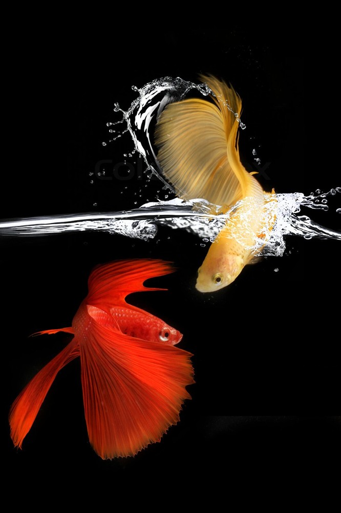 Digital Image Picture Photo Pic Wallpaper Background Orange and Yellow Fish 3633