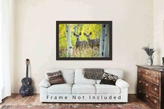Wildlife Photography Print – Two Mule Deer Between Aspen Trees in Colorado