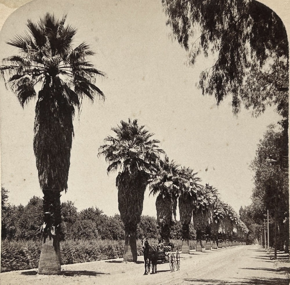 USA California Avenue Magnolia Riverside 1898 Photo Stereoscopic Vintage