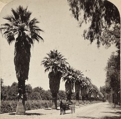 USA California Avenue Magnolia Riverside 1898 Photo Stereoscopic Vintage
