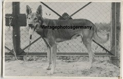 Z2405 Photo 1920s Dog German Shepherd Dog Dogs German Shepherd