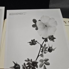 Irving Penn Flowers Press Release With Photos