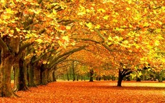 Digital Picture Image Photo Pic PNG JPEG Mobile Wallpaper