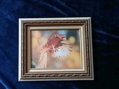 Magnificent Flying Bird Portraits. One Of A Kind Anywhere In The World.