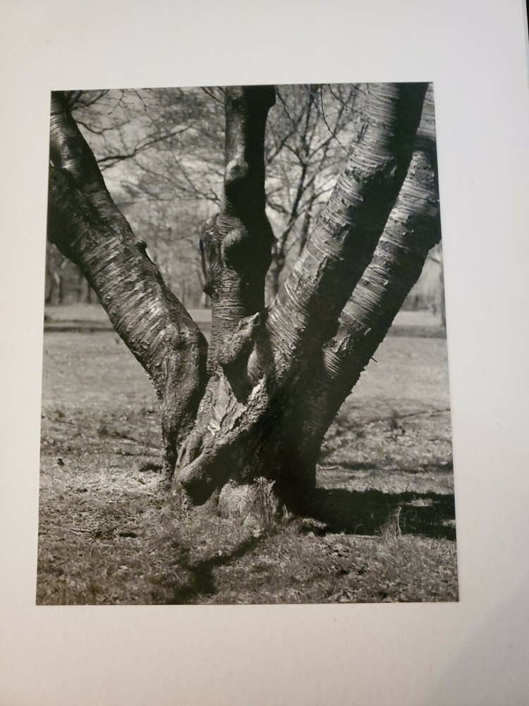 FOUR TRUNKS ORIGINAL SIGNED ART PHOTO B&W STETTNER VTG MATTE NJ CAMERA