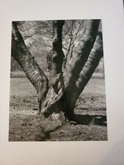 FOUR TRUNKS ORIGINAL SIGNED ART PHOTO B&W STETTNER VTG MATTE NJ CAMERA