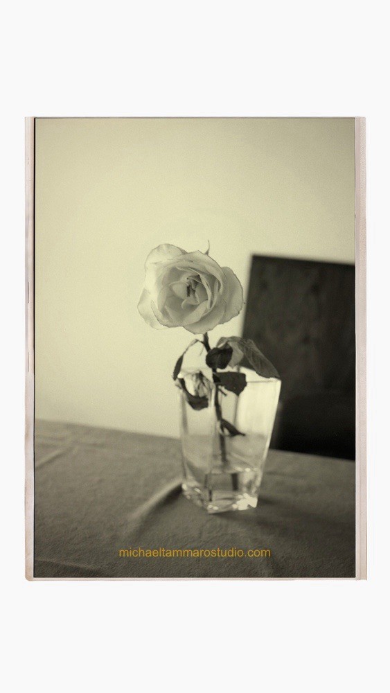 Michael Tammaro Sepia Still Life Rose / Portrait Photograph / Art / Nature