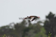 Black Bellied Whistling Duck Photo, Pick One Image – Various Sizes