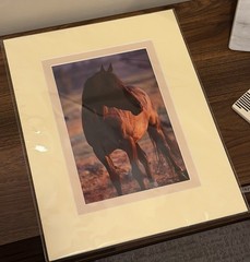 Brand new Horse Framed Photograph, Signed Shane Knight