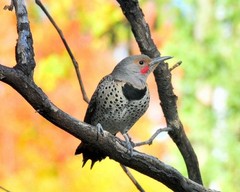Northern Flicker Alabama State Bird #2 8×10 8″x10″ Photograph Print