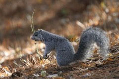 Delmarva Fox Squirrel Photo, Pick One Image – Various Sizes