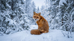 Red Fox Snowy Forest Bokeh Digital Download Printable Wall Art Wildlife Art File