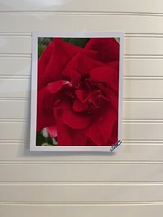 Garden Rose #3 – landscape photograph 8.5×11
