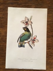 Modern photo reproductions of 2 parrot prints