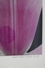 ARTIST PHOTOGRAPHER SIGNED AMALIA ELENA VERALLI PHOTO BOTANICAL TULIP PETAL 2002
