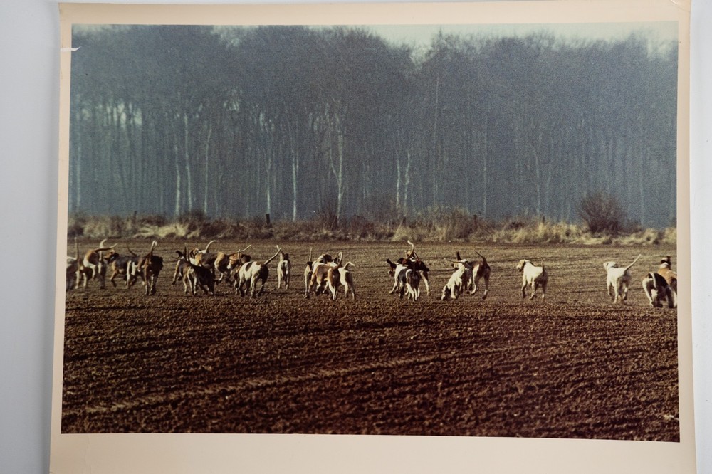 Vintage Analog Photo France Hunting Foxhunting Horse 24X30Cm 1970