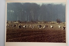 Vintage Analog Photo France Hunting Foxhunting Horse 24X30Cm 1970