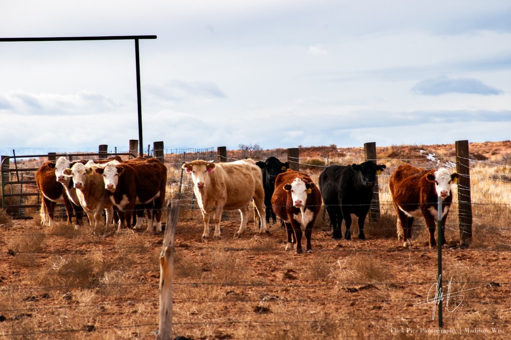 Desert Cows Utah Western USA Landscape 12×18 Archival Pigment Photo Print Poster