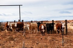 Desert Cows Utah Western USA Landscape 12×18 Archival Pigment Photo Print Poster