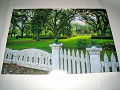 Large Photograph Plantation Louisiana Oak Trees Chimneys Picket Fence Gate 16/24