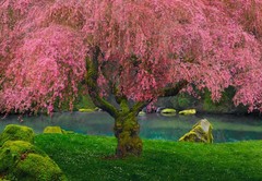 Peter Lik «Tree of Dreams» #58 1.5M Framed with LOA, Limited Edit