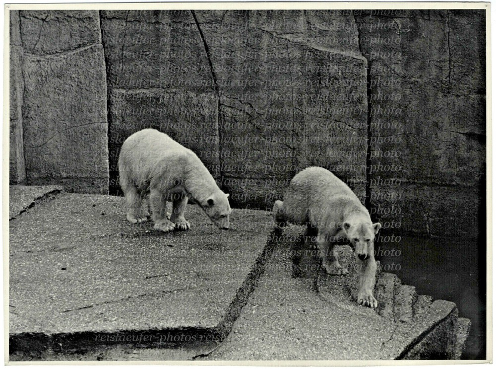 Polar Bears at the Zoo, Large Original Photo, Circa 1930