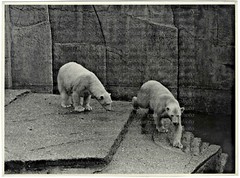 Polar Bears at the Zoo, Large Original Photo, Circa 1930
