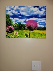Nectar In The Field, Bees On Wild Thistle, 16×20 Canvas Photo Ltd Ed. Signed