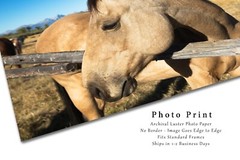 Western Photography Print – Picture of Buckskin Horse in Grand Tetons Wyoming