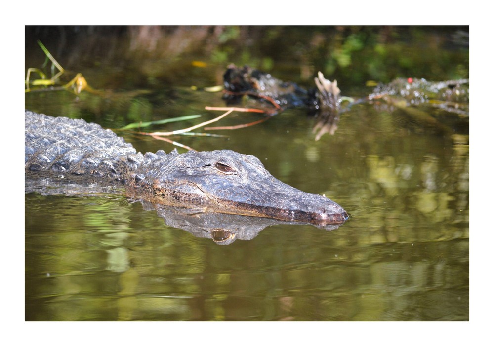 Alligator in the Everglades, High Resolution Image, Many Formats, TV Art