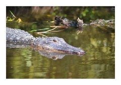 Alligator in the Everglades, High Resolution Image, Many Formats, TV Art