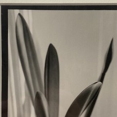 Black & White Floral Linear Contrast Sunlight Still Life Matted Print 8″x10″