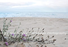 Original ACEO photo fine art print 2.5×3.5″ STAR THISTLE ON THE BEACH wildflower