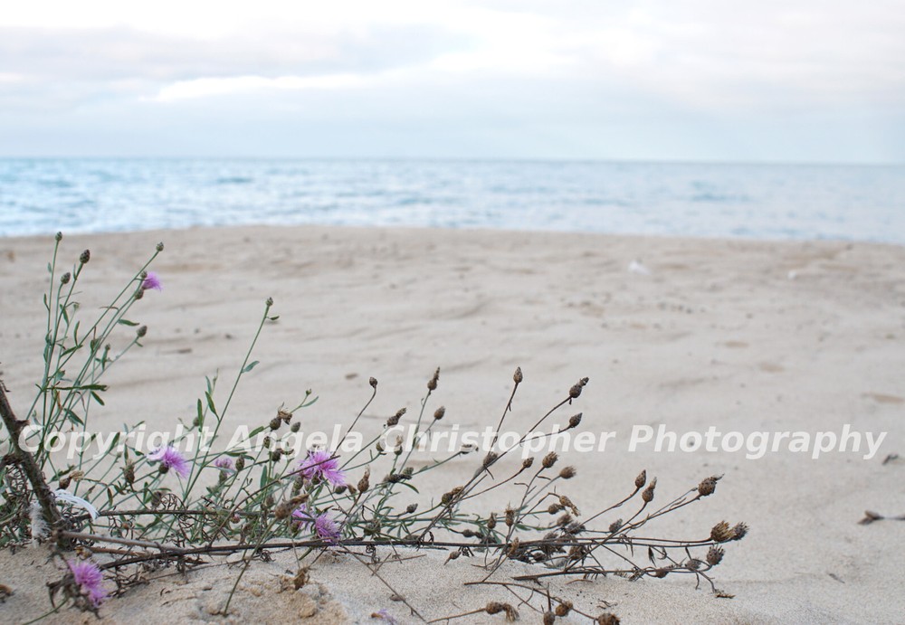 Original ACEO photo fine art print 2.5×3.5″ STAR THISTLE ON THE BEACH wildflower