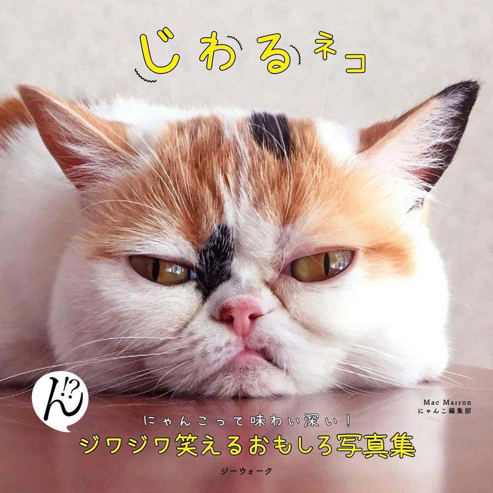 Chuckle-Inducing Cats Hilarious Photo Album