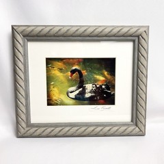 Black Swan Serene Artwork Signed Photograph Koi Fish Harmonious Composition 2008
