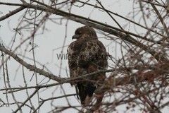 Red Tail Hawk Photo, Pick One Image – Various Sizes