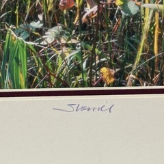 Signed Michael Sherrill Photo ‘Fall Color II’ Matted Vertical Oregon Art 12×24