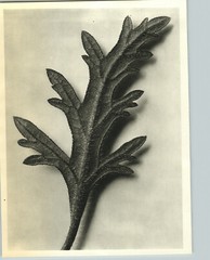1942 Original BOTANICAL Verbena PLANT Flower Photo Art KARL BLOSSFELDT