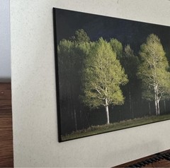 Light & shadow Mounted Matted Photo Erik Stensland Scenic Photography Trees