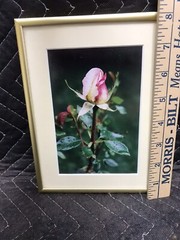 Framed & Matted Photograph “Peace Rose After The Rain” Switzer Custom Frame